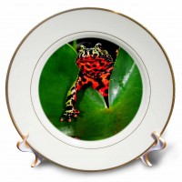 3dRose Fire Belly Toad, Native to China - NA02 DNO0112 - David Northcott, Porcelain Plate, 8-inch   